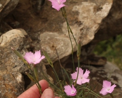 Dianthus basuticus basuticus
