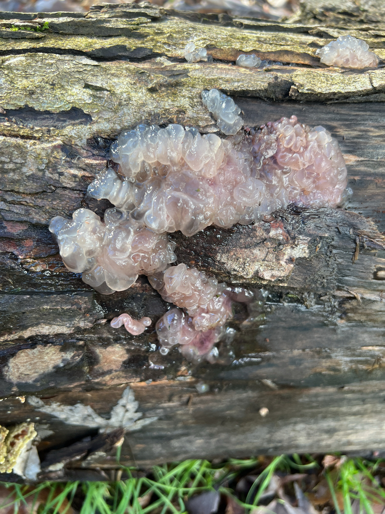 Myxarium nucleatum · February 2026 · photo: © saintaardvark (iNaturalist, cc0)
