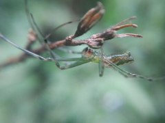 Leucauge
