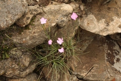 Dianthus basuticus basuticus