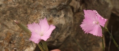 Dianthus basuticus basuticus