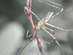 Leucauge