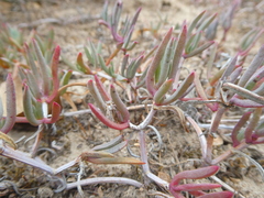Lampranthus sociorum