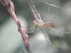 Leucauge