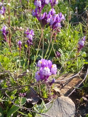 Linaria amethystea amethystea