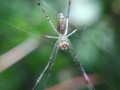 Leucauge