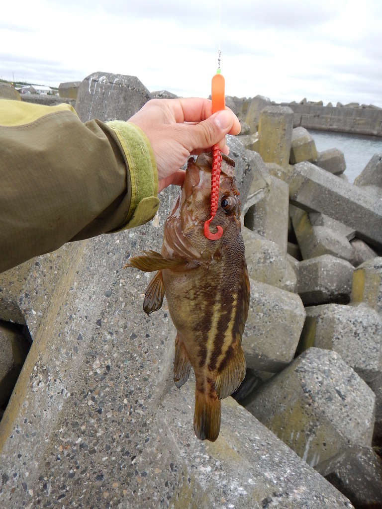 Threestripe rockfish (Sebastes trivittatus) — Sebastidae