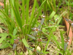 Magnoliopsida