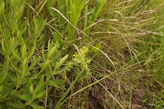 Galium capense