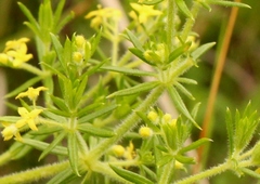 Galium capense