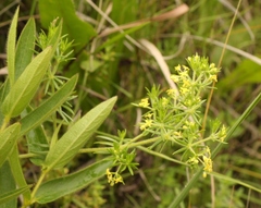 Galium capense