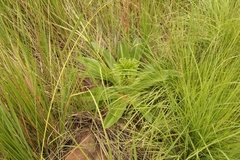 Eucomis autumnalis clavata