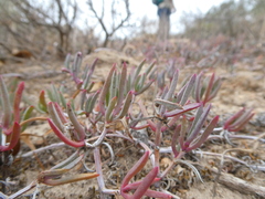 Lampranthus sociorum