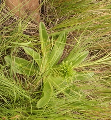 Eucomis autumnalis clavata