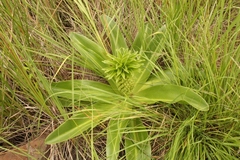 Eucomis autumnalis clavata