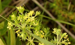 Galium capense