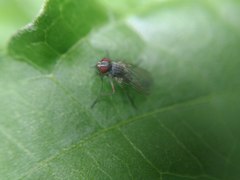 Diptera