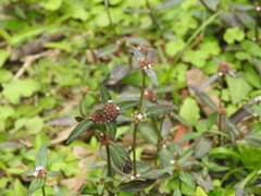 Magnoliopsida