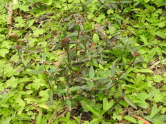 Magnoliopsida