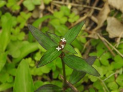 Magnoliopsida