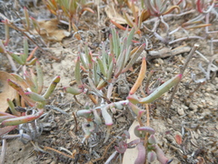 Lampranthus sociorum