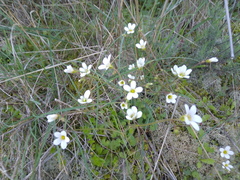 Saxifraga granulata
