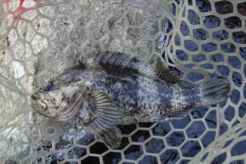 Brassblotched rockfish (Sebastes pachycephalus) — Sebastidae — 3