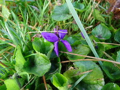 Viola odorata