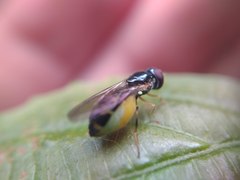 Diptera