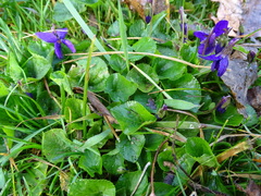 Viola odorata