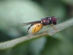 Diptera