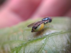 Diptera