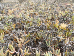 Lampranthus sociorum