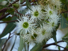 Corymbia gummifera