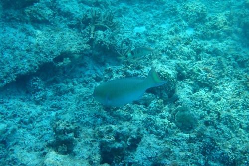 Festive parrotfish (Scarus festivus) — Scaridae