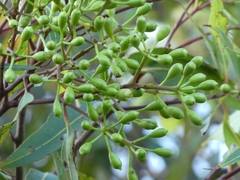 Corymbia gummifera