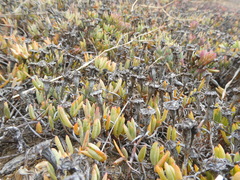 Lampranthus sociorum