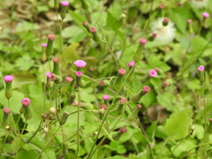 Emilia sonchifolia