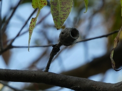 Corymbia gummifera