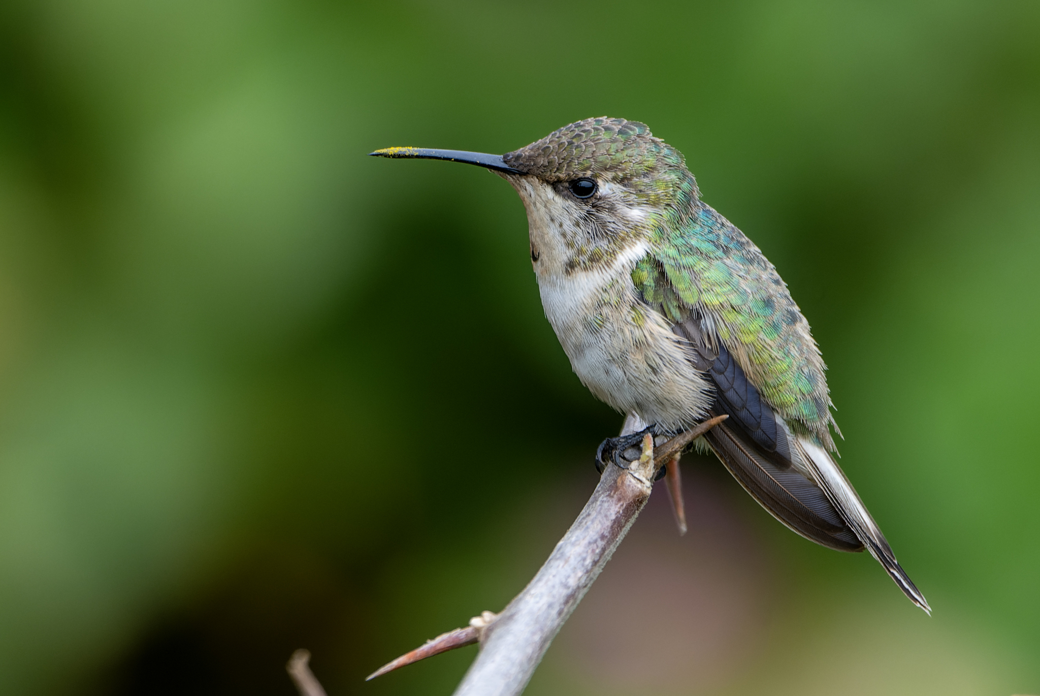 Peruvian Sheartail (Thaumastura cora), photo 5