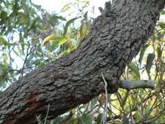 Corymbia gummifera