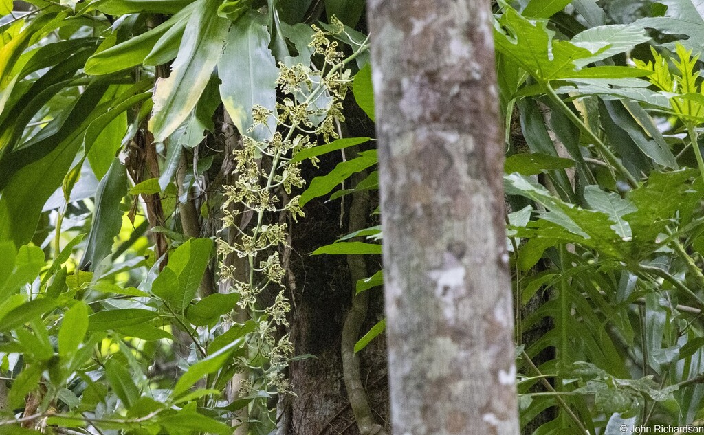 Grammatophyllum scriptum (Grammatophyllum scriptum)