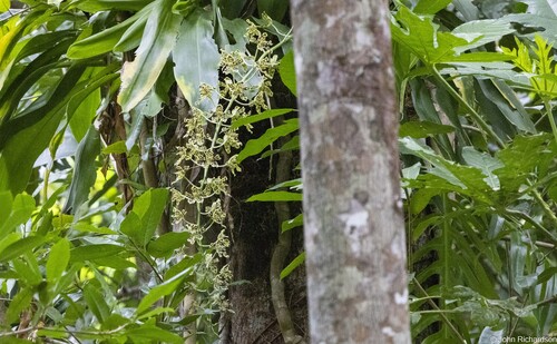 Grammatophyllum scriptum