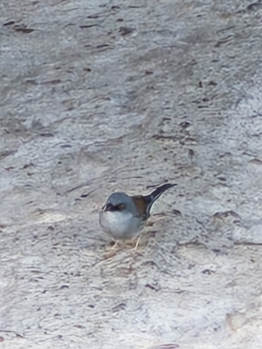 Yellow-eyed Junco (Junco phaeonotus), photo 5
