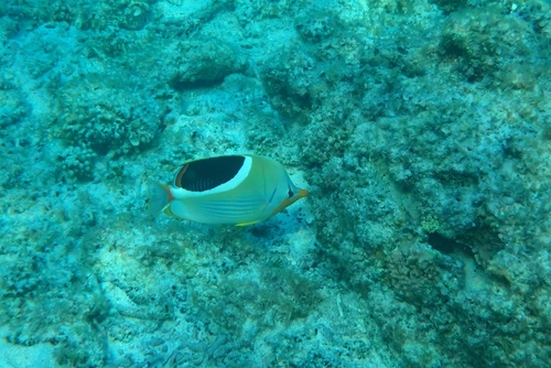 Chaetodon ephippium