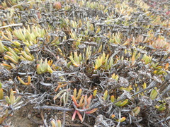 Lampranthus sociorum