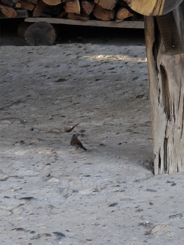 Yellow-eyed Junco (Junco phaeonotus), photo 6