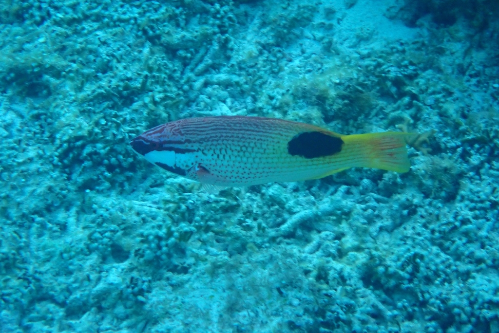 Blackspot wrasse (Bodianus bilunulatus) — Labridae