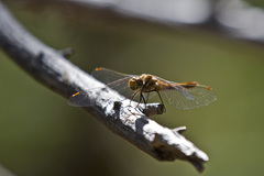 Sympetrum pallipes