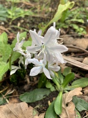 Scilla mischtschenkoana